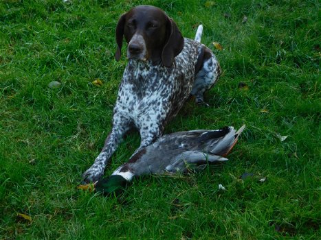 duitse staande korthaar pups bruinschimmel - 5