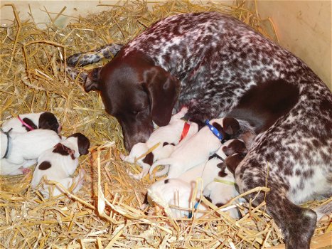 duitse staande korthaar pups bruinschimmel - 6