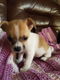 Mooie Chihuahua-puppy's - 1 - Thumbnail