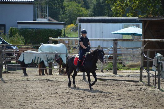 Lieve C-pony zoekt warme thuis - 3