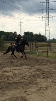 Lieve C-pony zoekt warme thuis - 4