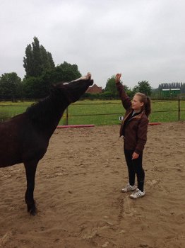 Lieve C-pony zoekt warme thuis - 5