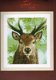 AANBIEDING LANARTE GROOT BORDUURPAKKET ,PROUD RED DEER 208 - 1 - Thumbnail