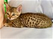Bengaalse kittens beschikbaar,.,.,.,.. - 1 - Thumbnail