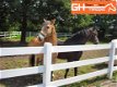 Rijbak, bak onverslijtbare kunststof paardenbak omheining - 1 - Thumbnail