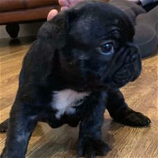 mooie franse bulldog pups