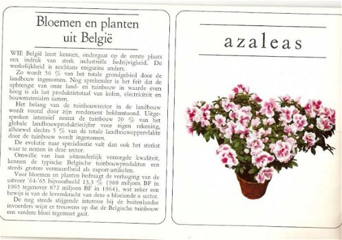 Boek - Bloemen en planten uit België - 3