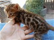 !!! Goed getrainde Bengaalse kittens@,,.....,,,. - 1 - Thumbnail