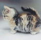 !!!! Super baby gezicht Bengalen Kittens.....@,,....,.,.,. - 2 - Thumbnail