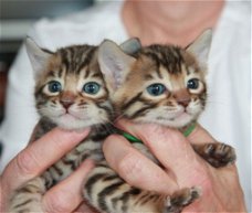 !!!! Super baby gezicht Bengalen Kittens.....@,,.,.