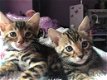 !!!! Blauwe ogen Bengaalse kittens,,,@,,,! - 1 - Thumbnail