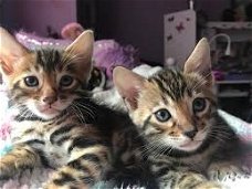 !!!! Blauwe ogen Bengaalse kittens,,,@,,,!