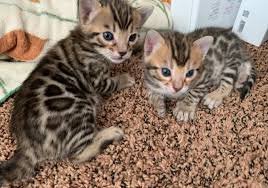 !!! Com en zie mooie Bengaalse kittens....@......... - 1