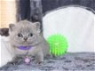 mannelijke en vrouwelijke Britse korthaar kittens als kerstcadeautjes - 1 - Thumbnail