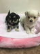 5 chihuahua puppies voor gratis adoptie - 1 - Thumbnail