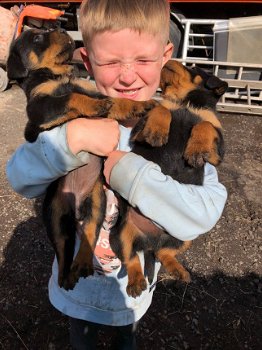 AKC Rottweiler Pups te koop - 1