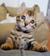 !!!! Schattige gratis Bengaalse kittens.....@..,,... - 1 - Thumbnail