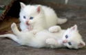 !!!! Schattige gratis Bengaalse kittens.....@..,,... - 2 - Thumbnail