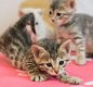 !!!! Mooie Bengaalse kittens..,,.... - 1 - Thumbnail