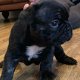 mooie franse bulldog pups - 1 - Thumbnail