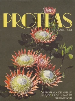 Proteas, Nature's Pride - 1