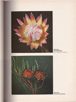 Proteas, Nature's Pride - 2
