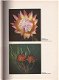 Proteas, Nature's Pride - 2 - Thumbnail
