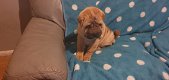 Prachtige Shar Pei Pups - 1 - Thumbnail
