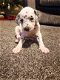 Kwaliteit Dalmation Puppies - 1 - Thumbnail