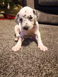 Kwaliteit Dalmation Puppies