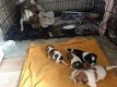 Mooi nest van Jack Russell-puppy's - 1 - Thumbnail