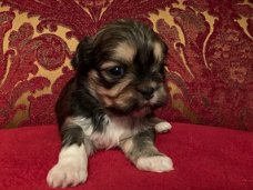 Prachtige Lhasa Apso-puppy's