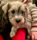 Mooie Schnauzer-puppy's - 1 - Thumbnail