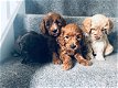 Nu klaar Cockapoo-puppy's - 1 - Thumbnail