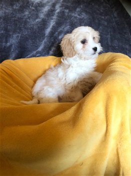 Cavachon-puppy's zijn nu klaar - 1