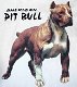 American Pitbull artikelen. - 1 - Thumbnail