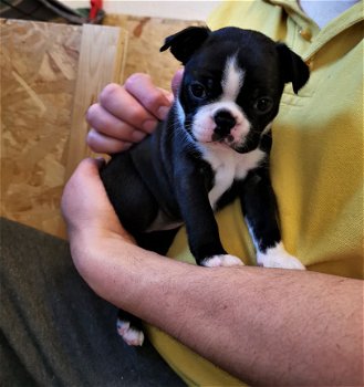 Kc Reg Boston Terrier Puppies - 1