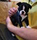 Kc Reg Boston Terrier Puppies - 1 - Thumbnail