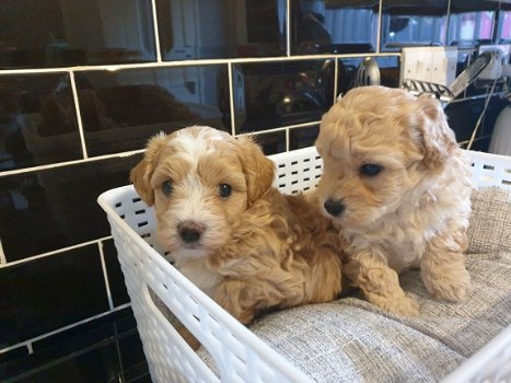 Schattige Cocker Spaniel-puppy's - 1