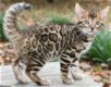 !!!! Schattige gratis Bengaalse kittens......,,,...... - 1 - Thumbnail