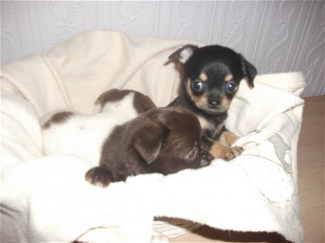 Fantastische kleine Chihuahua-puppy's - 1