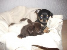 Fantastische kleine Chihuahua-puppy's