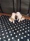 Engelse bulldog puppies - 1 - Thumbnail