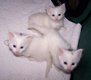 !!! Familie beste vriend Bengaalse kittens...@..,.... - 2 - Thumbnail