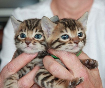 !!!! Super baby gezicht Bengalen Kittens.....@,,.,.... - 1