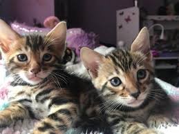 !!!! Blauwe ogen Bengaalse kittens,,,@,,,!.... - 1