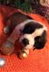 Sint Bernard puppy's - 1 - Thumbnail