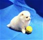 Kwaliteit Pommeren puppy's - 1 - Thumbnail