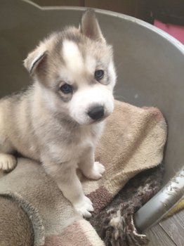 Top Siberische Husky Pups - 1