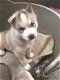 Top Siberische Husky Pups - 1 - Thumbnail